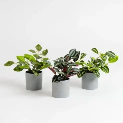 TTS Artificial House Plants in Grey Pots 3pk Hot