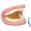TTS Giant Teeth and Toothbrush Model Best