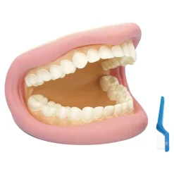 TTS Giant Teeth and Toothbrush Model Best