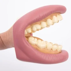 TTS Giant Teeth and Toothbrush Model Best