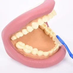TTS Giant Teeth and Toothbrush Model Best
