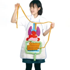 TTS Human Anatomy Apron Best