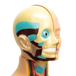 TTS Human Body Anatomical Torso Discount