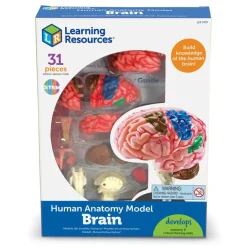 TTS Learning Resources Complete Anatomy Models Outlet