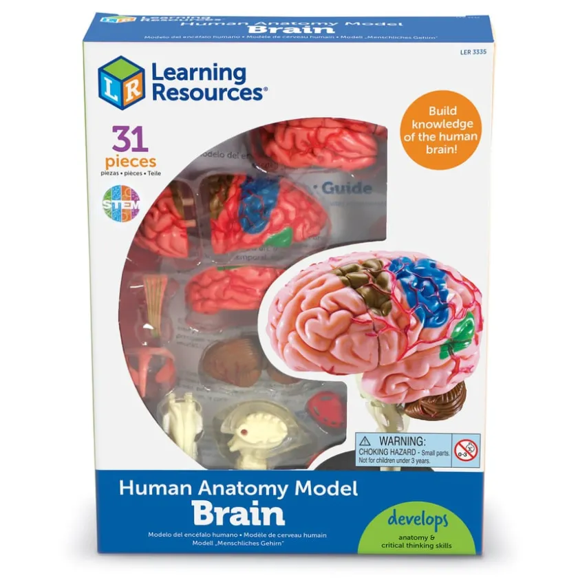 TTS Learning Resources Complete Anatomy Models Outlet