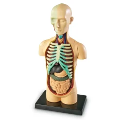 TTS Learning Resources Complete Anatomy Models Outlet