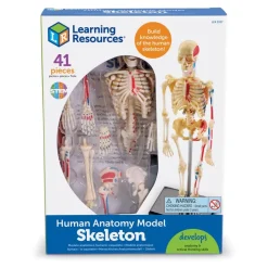 TTS Learning Resources Complete Anatomy Models Outlet