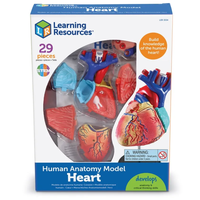 TTS Learning Resources Complete Anatomy Models Outlet