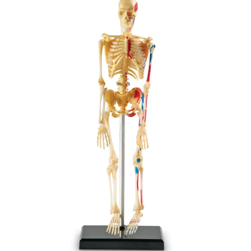 TTS Learning Resources Complete Anatomy Models Outlet