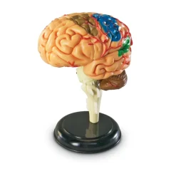 TTS Learning Resources Complete Anatomy Models Outlet