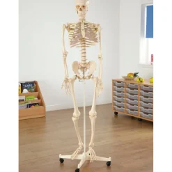 TTS Life Size Human Skeleton Model Discount