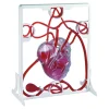TTS Pumping Human Heart Model New