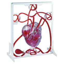 TTS Pumping Human Heart Model New
