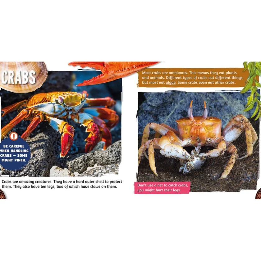 TTS Seaside Topic Book Pack 10pk Online