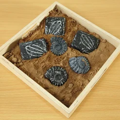 TTS Sensory Fossil Replica Set 6pcs New