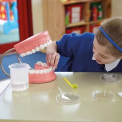 TTS Set of Teeth Model Online