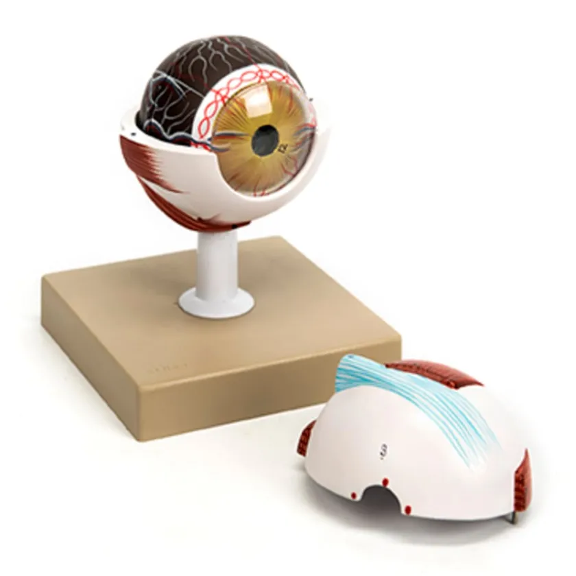 TTS 3x Life Size Human Eye Model