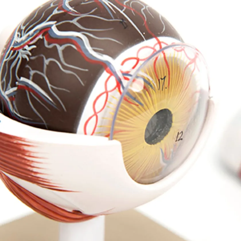 TTS 3x Life Size Human Eye Model